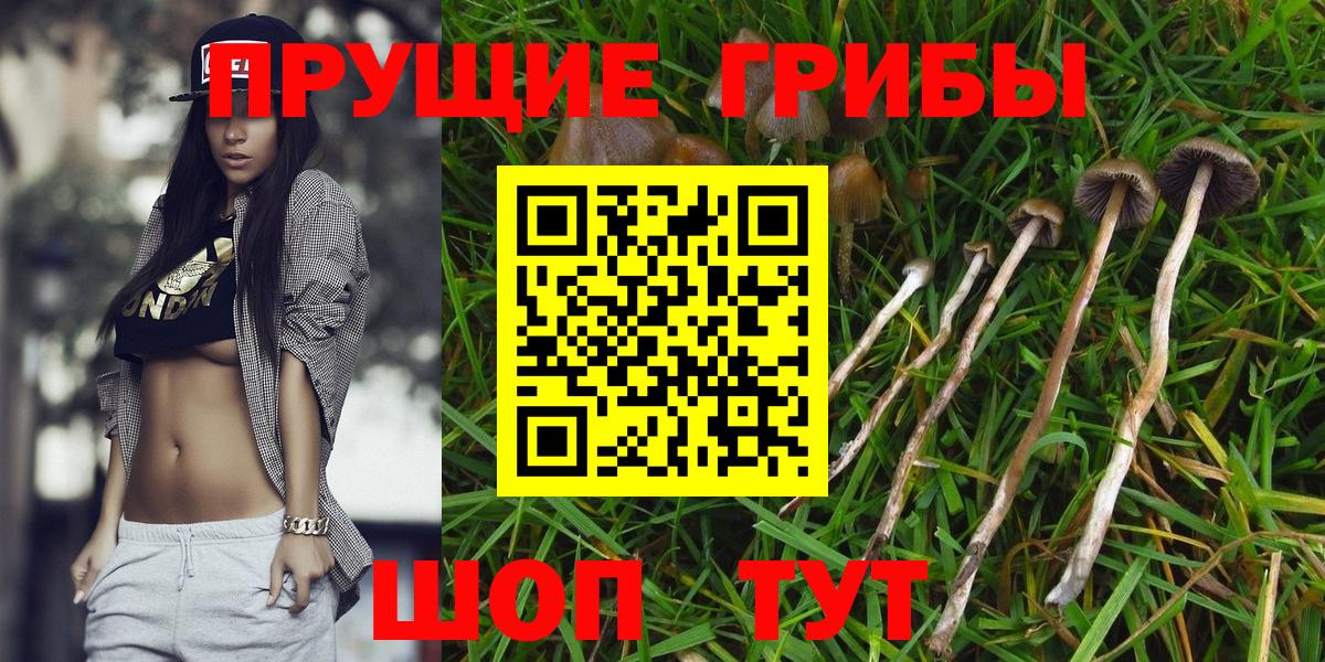 Вязники  Псилоцибиновые грибы MAGIC MUSHROOMS  Псилоцибиновые грибы Psilocybine cubensis  Вход с VPN 
